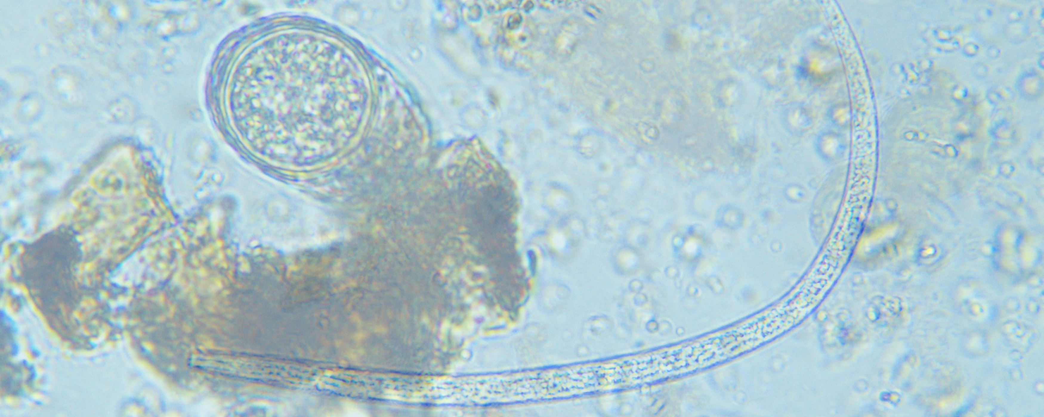 Read more about the article Soil Food Web, Foundation & Lab Tech Programs