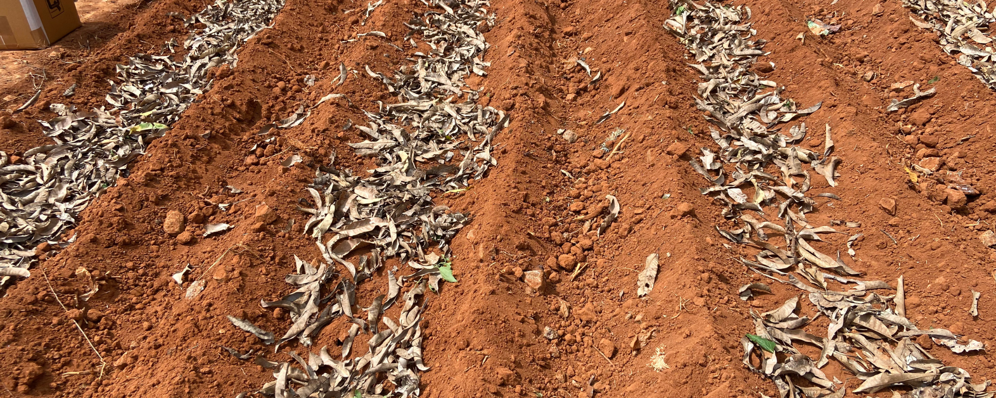 Read more about the article Boost Soil Health with Shifting Mulch & Beds: A Grower’s Guide